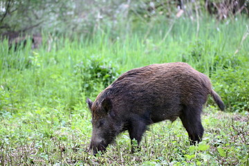 Wild boar - Sus scrofa. Wilderness. Walking in nature still life, marsh. Dense forest trees, reeds and grass, wild landscape. The natural scenery of Slovakia, Europe. Wildlife.