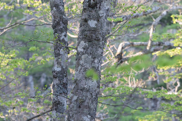 Obraz premium Jukai Mt.fuji