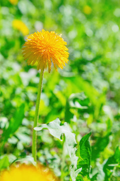 Delicate first spring dandelion flower. Beautiful fluffy yellow flower on a blurred green background. Natural floral background. Free space for text. Copy space.