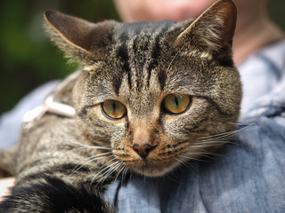 Portrait of a striped cat on the human hands