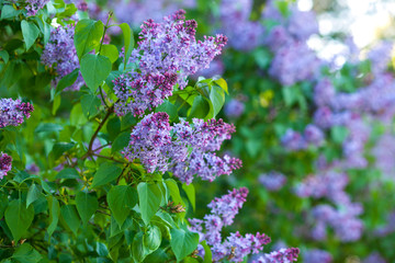 цветущая сирень