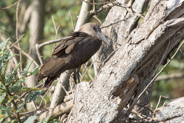 Hammerhead sitting on a dry tree on the shore of Lake Victoria
