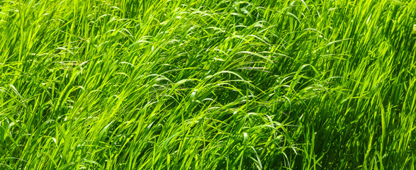 Fototapeta premium Graslandschaft in der Sonne