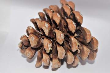 Forest lump on white background