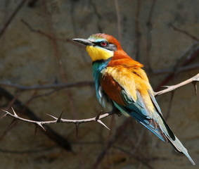 European bee-eater, Merops apiaster