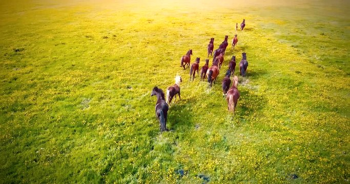 Running herd of horses on a green field at sunset