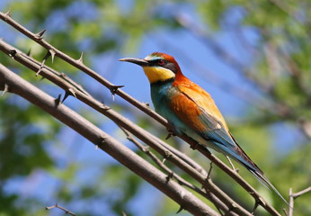 European bee-eater, Merops apiaster