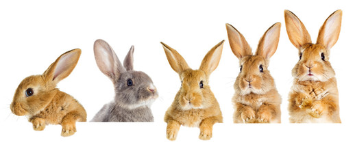 Fototapeta premium Zestaw zerkających królików
