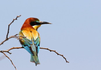 European bee-eater, Merops apiaster