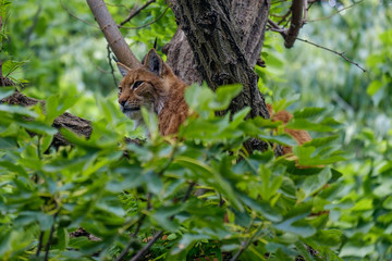 Eurasian lynx hidden on a tree