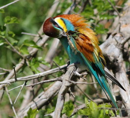 European bee-eater, Merops apiaster