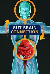 Gut-brain connection or gut brain axis. Concept art showing a connection from the gut to the brain. 3d illustration.