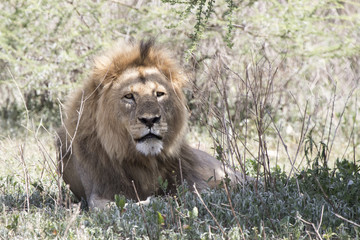 male African lion who lies in the shade of a tree on a hot day on the slope of Ngorongoro Crater