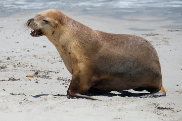Fototapeta premium Sea lions on the beach at kangaroo island