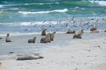 Sea lions on the beach at kangaroo island