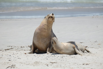 Sea lions on the beach at kangaroo island