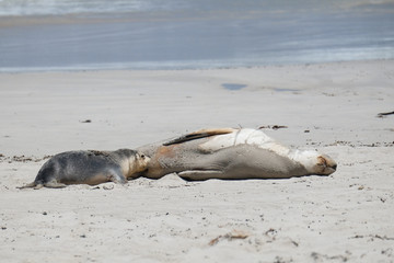 Sea lions on the beach at kangaroo island