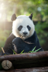 Plakat portrait of nice panda bear eating in summer environment