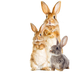 rabbit is standing on its hind legs