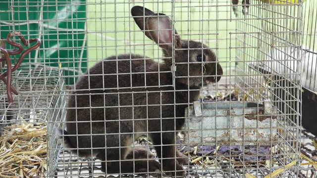Cute brown bunny rabbit feeding in cage, domestic pet animals theme