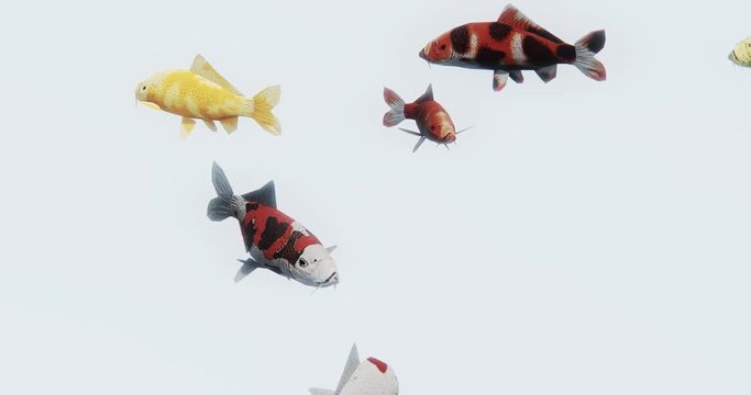 4k a group of color fish swimming,3d cartoon,animal.