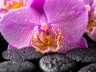 close up of beautiful blooming twig lilac orchid flower with water drops and zen basalt stones, spa concept