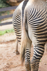 Grevy zebra