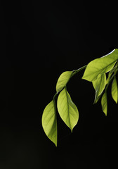 Leaves on the black background