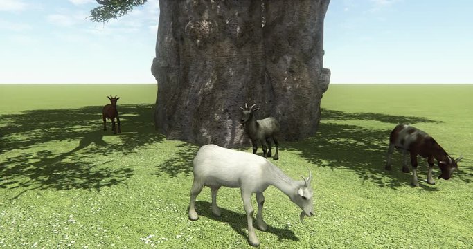 4k four sheep or antelope eating grass under tree,livestock,animal.
