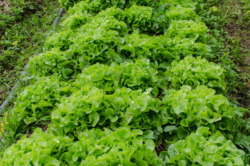 Lettuce farm