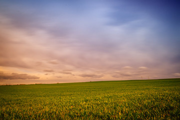 Wiese mit blau-orange gefärbten Himmel