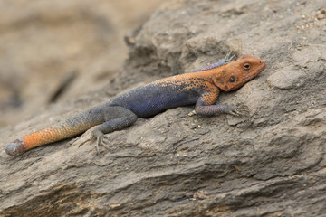 male red-headed rock agama hiding in the rocks on the rocky bank of the Nile River