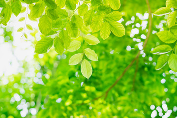 Fototapeta na wymiar Abstract green nature used for background
