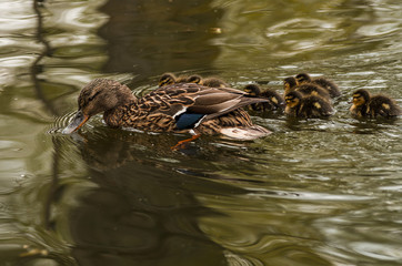 duck and ducklings