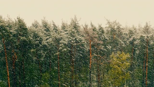 Snow blizzard in the pine forest. UltraHD stock footage.