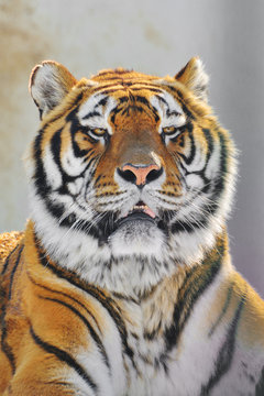 Tiger potret