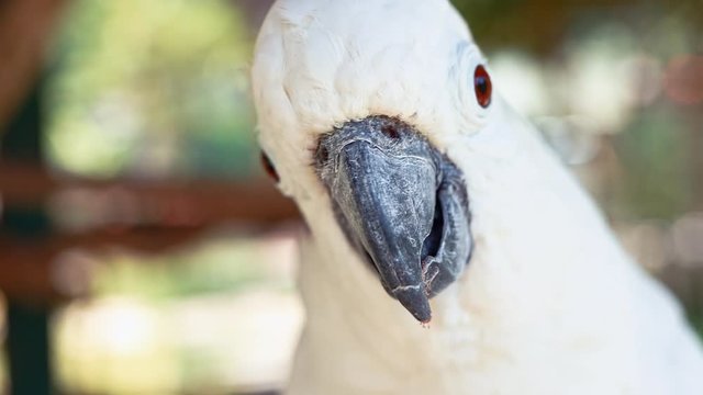 Sulphur-crested cockatoo macro slow motion portrait