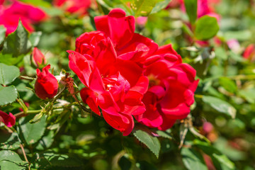 Red Roses Blooming in the Spring Time