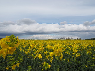 Rapsfeld