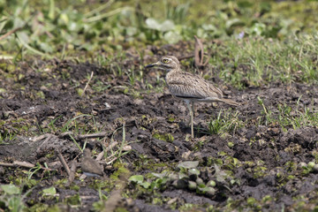 Senegal thick-knee standing not swamped by the shore of Lake Albert