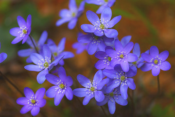 Spring forest blue flowers.