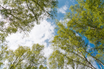 the wood against the background of the sky.