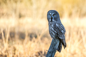 Great Grey Perching