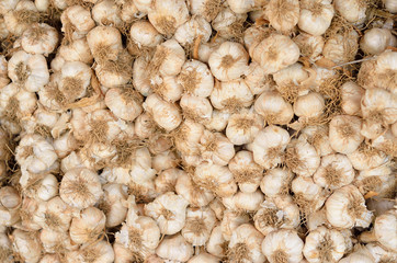 fresh garlic head