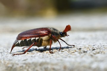 Beautiful beetle in nature. Cockchafer. Macro shot.