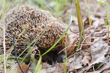 hedgehog. A hedgehog in the wood.