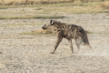 Obraz na płótnie Canvas Spotted hyena walking on dried savannah in dry season