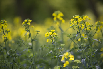 Rzepak jest rośliną oleistą często uprawianą na polskich polach. W maju pięknie kwitnie na żółto. Z ziaren powstaje często używany olej rzepakowy. - obrazy, fototapety, plakaty
