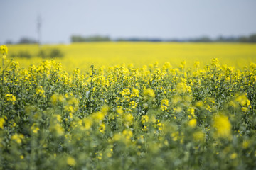 Rzepak jest rośliną oleistą często uprawianą na polskich polach. W maju pięknie kwitnie na...