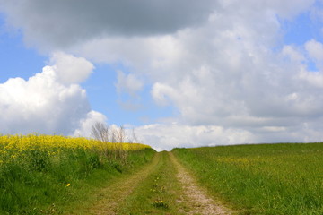 Feldweg zu den Wolken, Schotterweg zwischen Rapsfeld und Wiese zu bewölktem Himmel